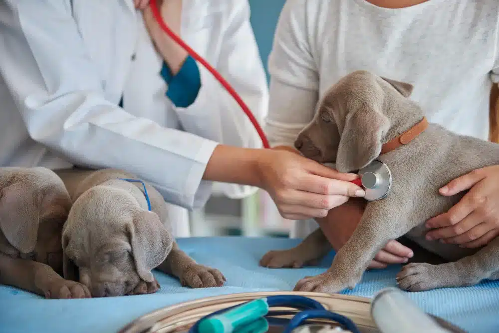 Marketing para clinica veterinária